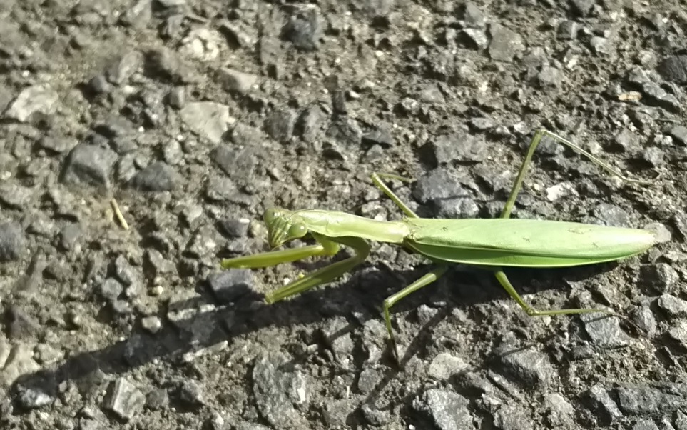 入間郡毛呂山町宿谷付近の車道_オオカマキリの雌_2021年11月19日12時20分頃 気温14度